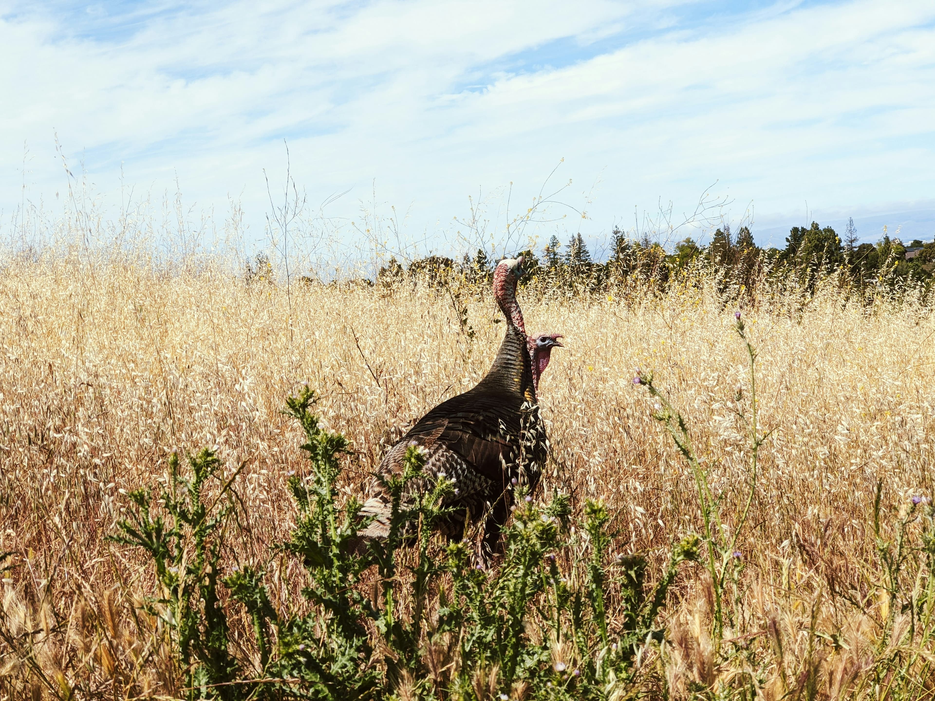 Decline of Eastern Wild Turkey Populations in the Southeastern U.S. - Challenges and Collaborative Solutions